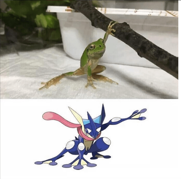 Pokemon Ninja Frog