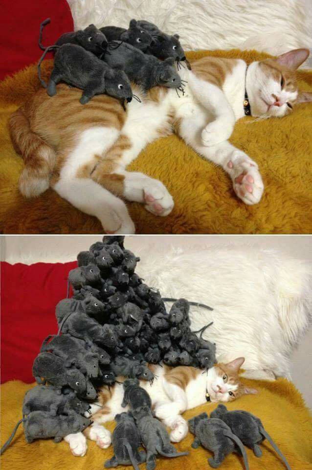 Every Cat's Worst Nightmare I Can Has Cheezburger?