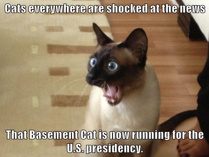 Lolcats shocked LOL at Funny Cat Memes Funny cat pictures with