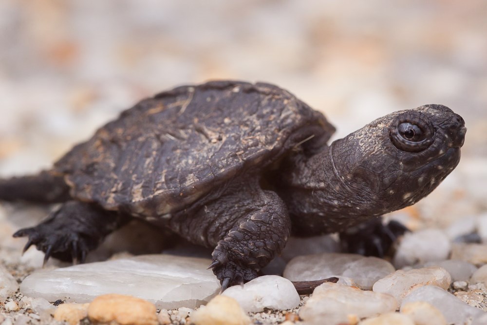 cute baby snapping turtle