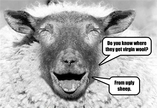 funny sheep jokes