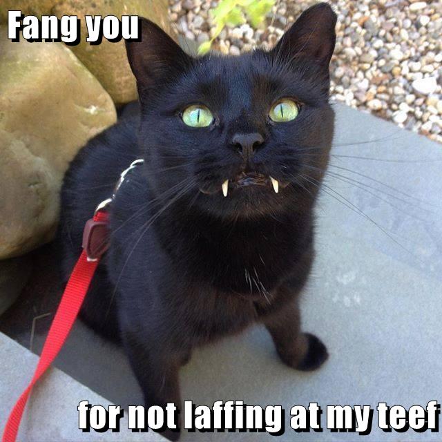 Fang you for not laffing at my teef - Lolcats - lol | cat memes | funny ...