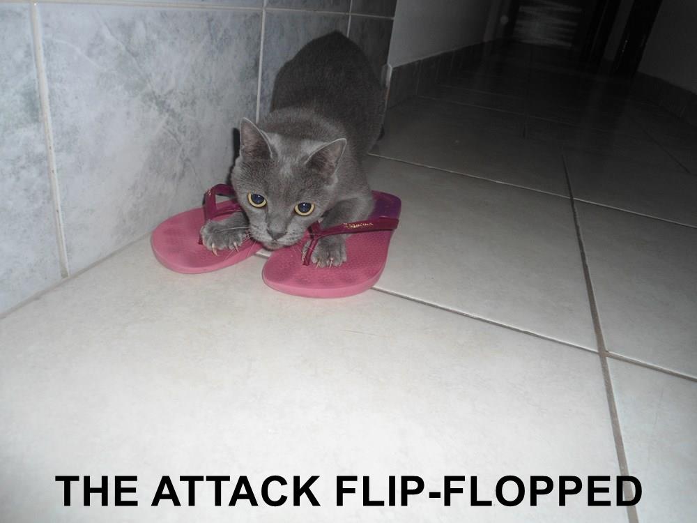 THE ATTACK FLIPFLOPPED Lolcats lol cat memes funny cats