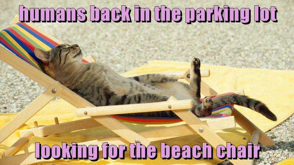 Humans Back In The Parking Lot Looking For The Beach Chair Lolcats Lol Cat Memes Funny Cats Funny Cat Pictures With Words On Them Funny Pictures Lol Cat Memes Lol Cats