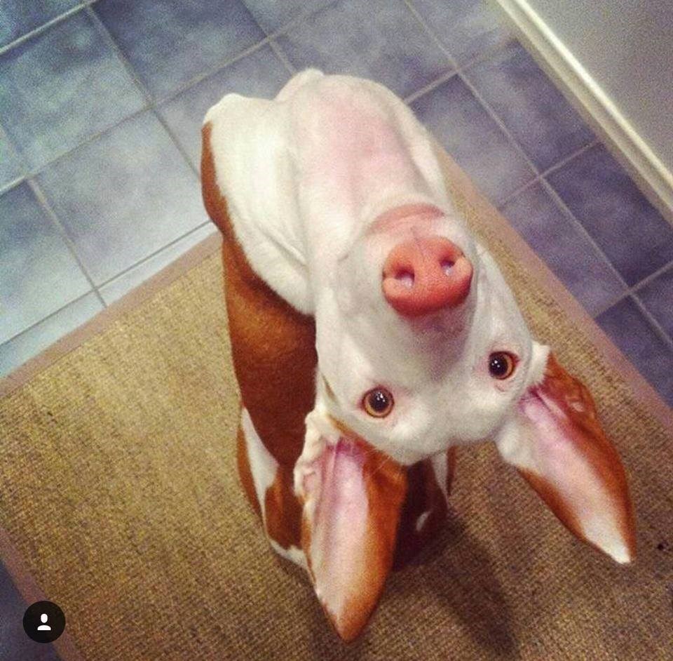 Hooman why are you upsidedown? I Has A Hotdog Dog Pictures Funny