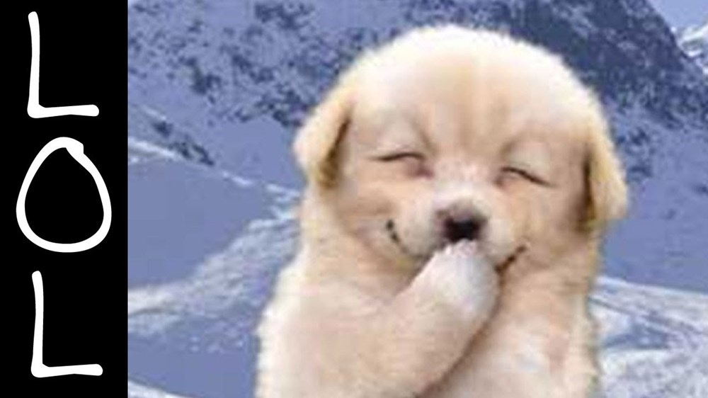 Cute cheap dog laughing