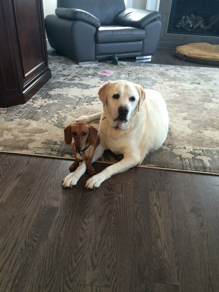 Doggos N' Puppers Page 7 Dog pics of rare puppers and pute doggos rare puppers pure