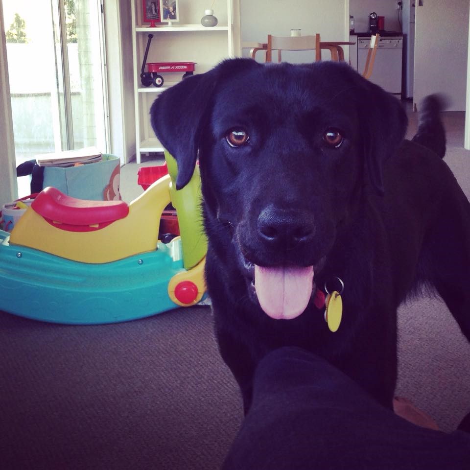 Jekyll and Hyde I Has A Hotdog Dog Pictures Funny pictures of