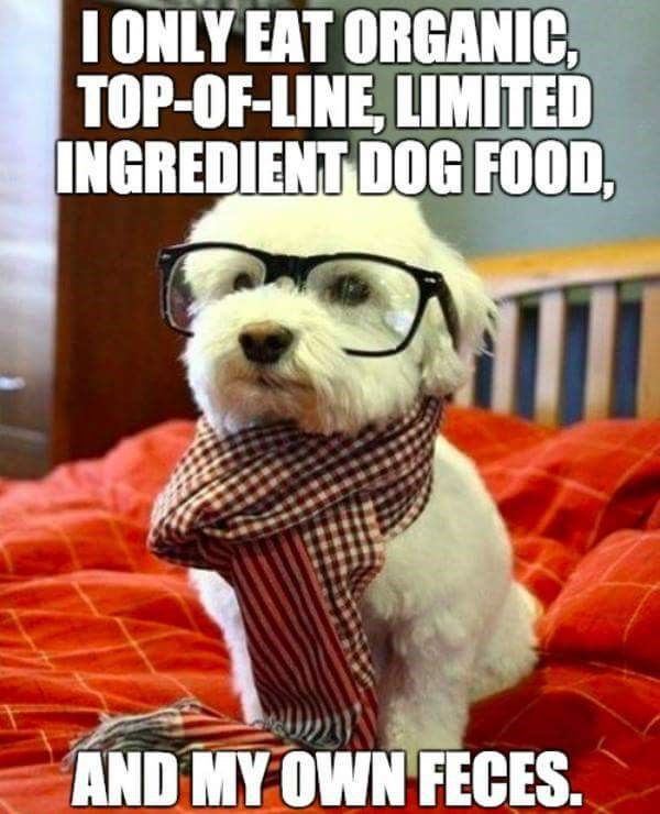 some-dogs-are-just-picky-eaters-i-has-a-hotdog-dog-pictures-funny