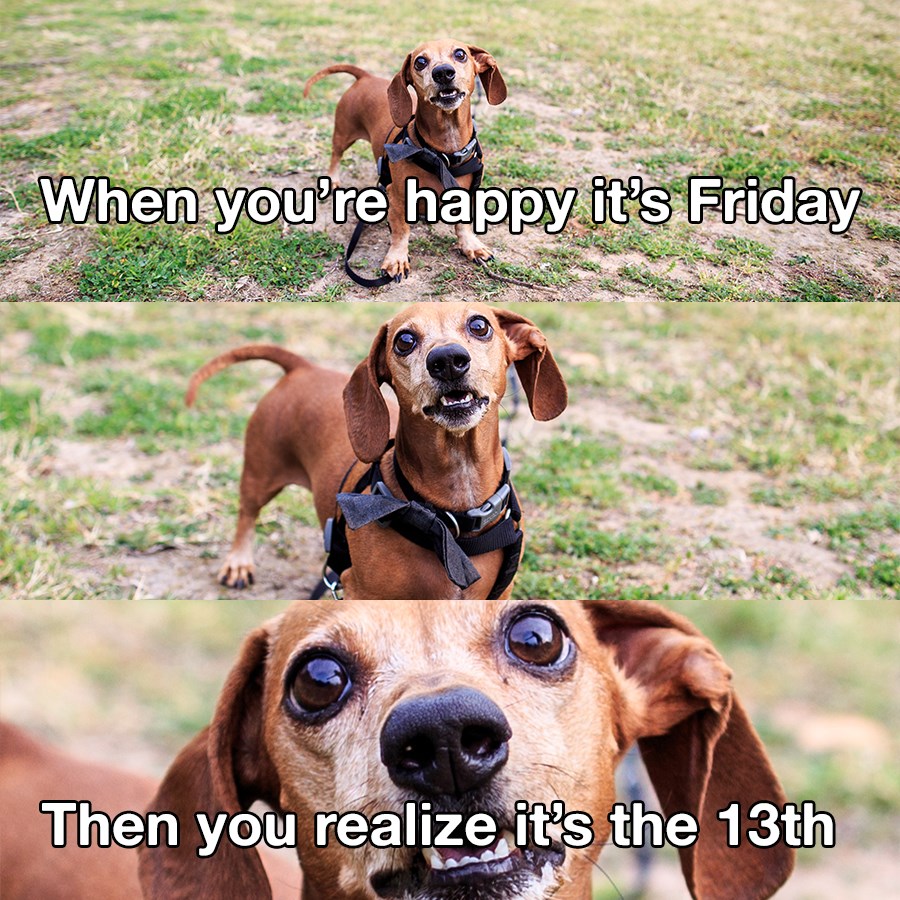 Happy Friday the 13th! I Has A Hotdog Dog Pictures Funny pictures
