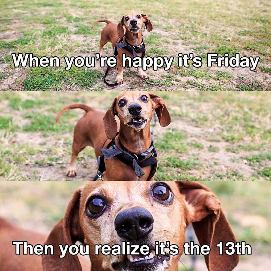 happy friday funny dog