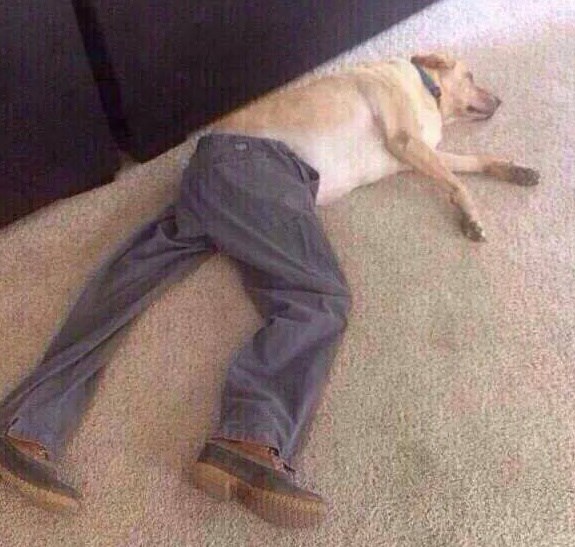 Dog wearing outlet jeans