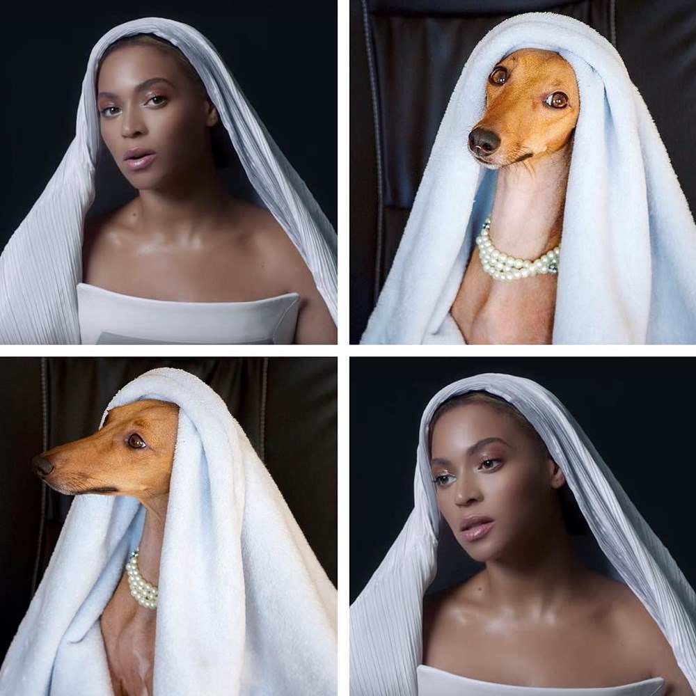 Who wore it better? Beyonce or Dog? Doggos N' Puppers rare puppers