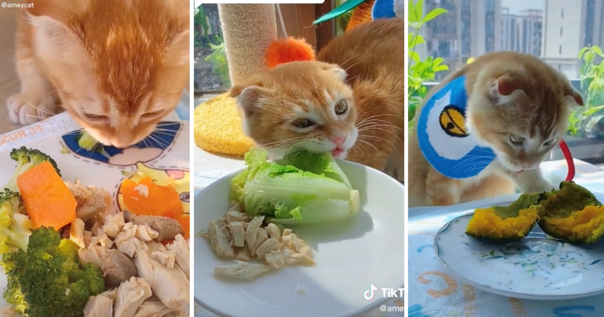 What cat clearance eats in veg