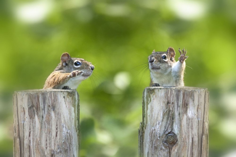 These Squirrels Look Like They're Politicians Having a Debate - I Can