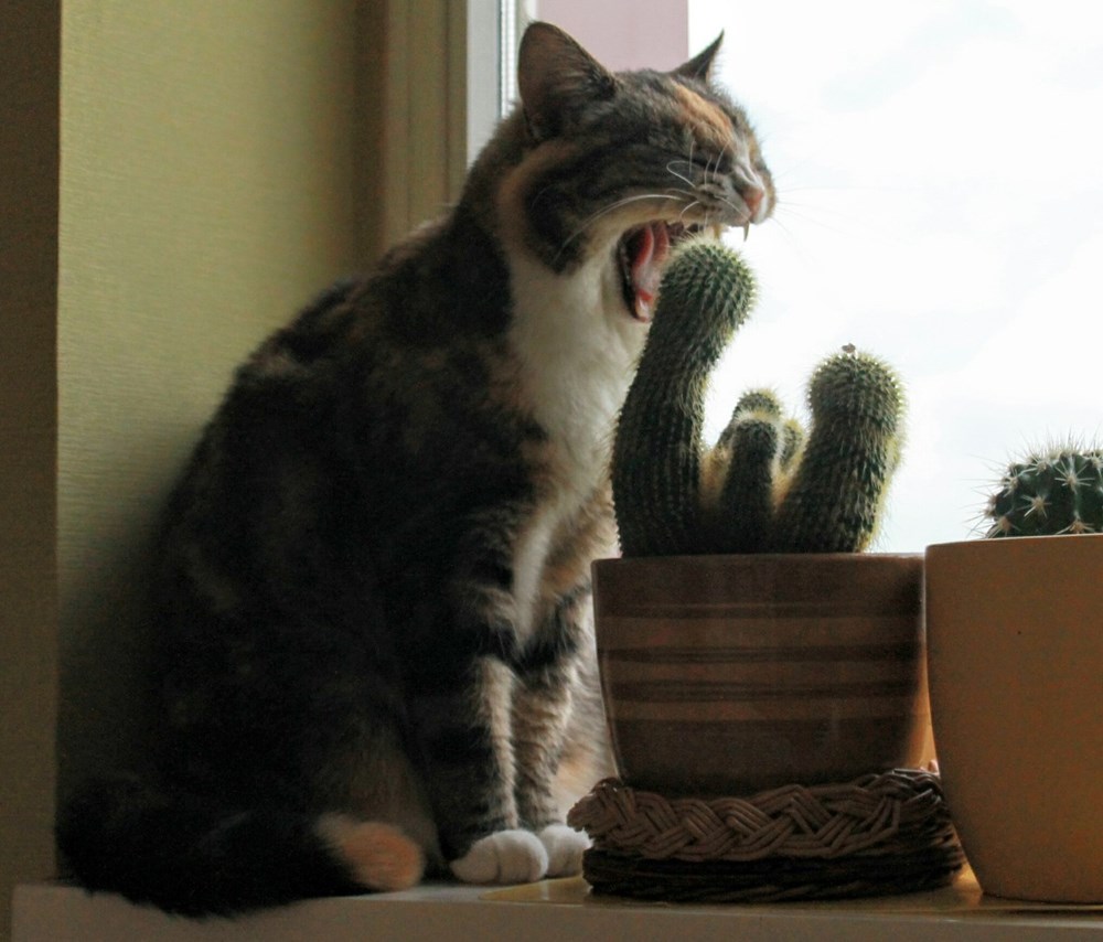 I eat cactus for breakfest! Cats N' Kittens Cat Pictures Cute Kittens