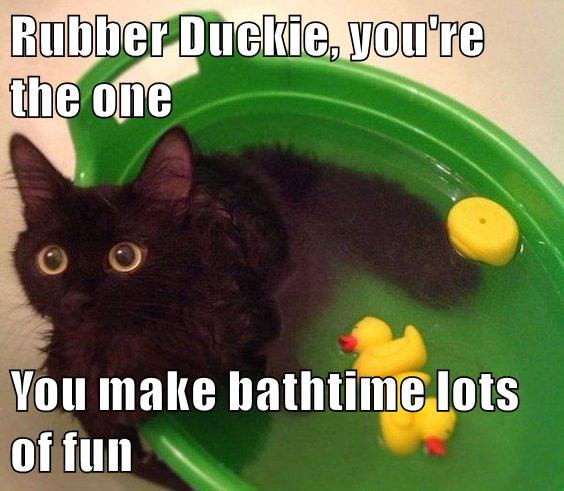 Rubber Duckie You Re The One You Make Bathtime Lots Of Fun Lolcats Lol Cat Memes Funny