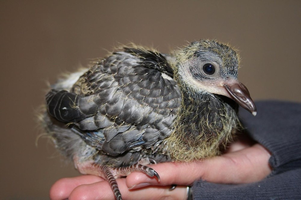 This Is A Baby Pigeon Daily Squee Cute Animals Cute Baby Animals Cute Animal Pictures Animal Gifs Gif Animals