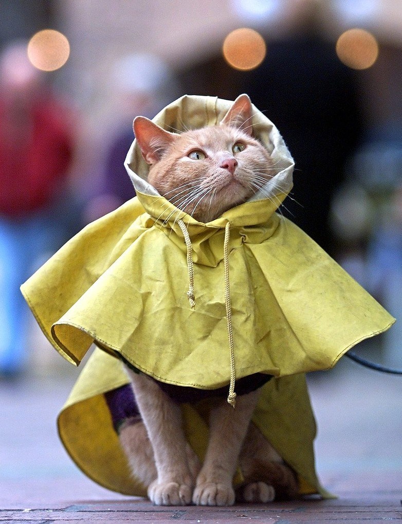 Rain cat is fabulous Cats N' Kittens Cat Pictures Cute Kittens
