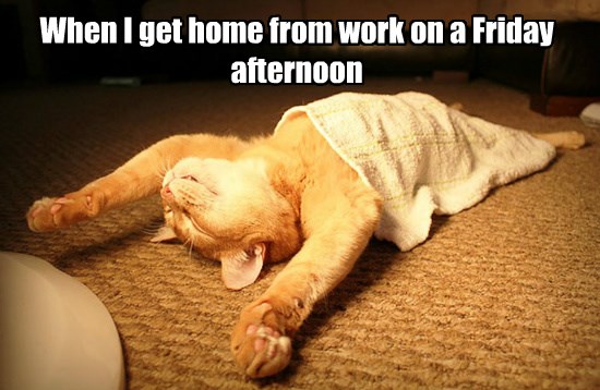 When I get home from work on a Friday afternoon - Lolcats - lol | cat