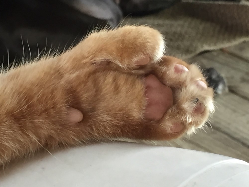 Big foot Cats N' Kittens Cat Pictures Cute Kittens