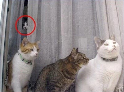 Real ghost picture - Cats N' Kittens - Cat Pictures - Cute Kittens