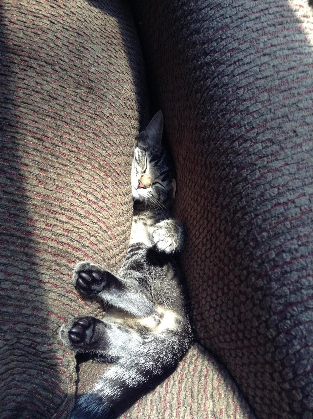 Our kitty is 3 months old. This is how she likes to sleep. Cats N