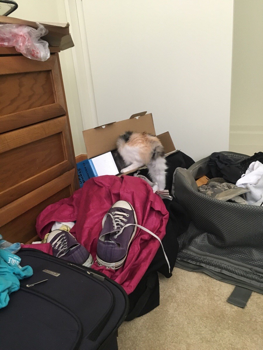 New kitty "helping" us move in Cats N' Kittens Cat Pictures Cute