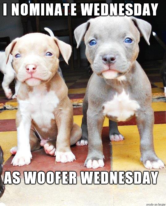 I Has A Hotdog wednesday Funny Dog Pictures Dog Memes Puppy