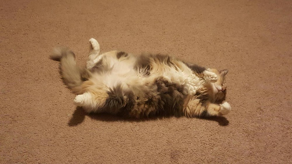 I just want to attack her belly everytime time she lays like this