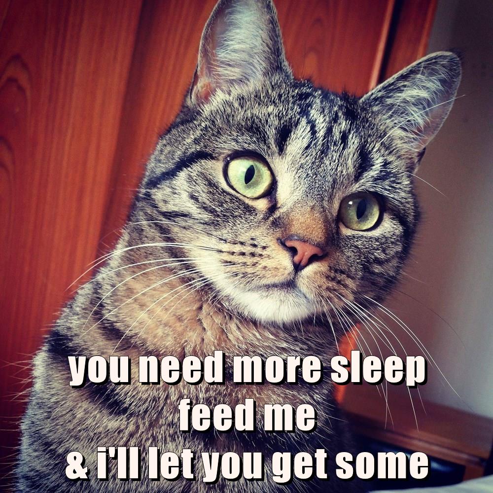Cat Blackmail - Lolcats - lol | cat memes | funny cats | funny cat ...