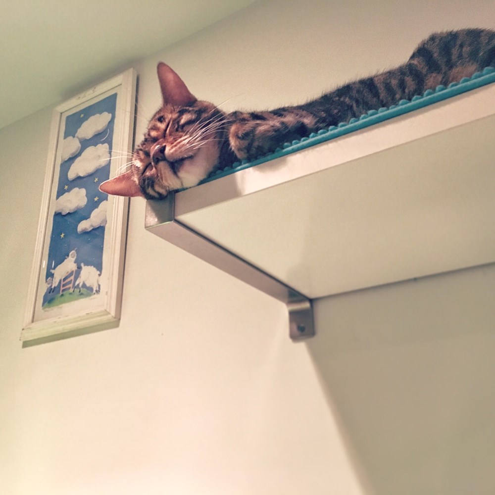 IKEA Shelves = "Minimalistic" Cat Perch Cats N' Kittens Cat