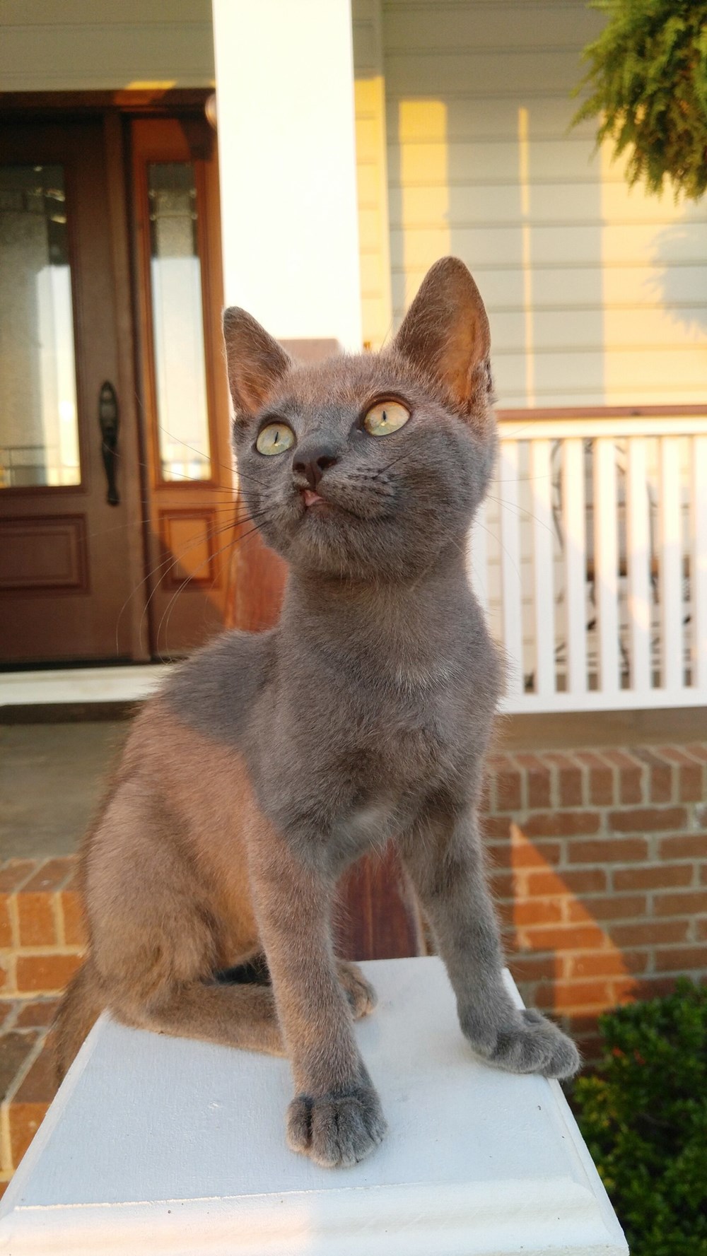 Wycleft, the cleft lip kitten - Cats N' Kittens - Cat Pictures - Cute