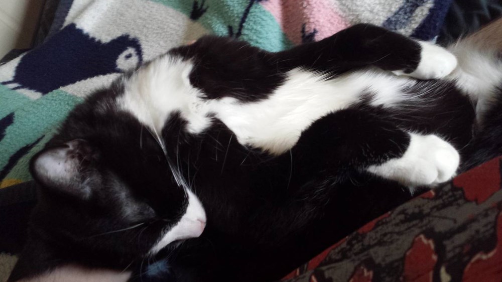 Romeo likes to be held like a baby when he sleeps. Cats N' Kittens