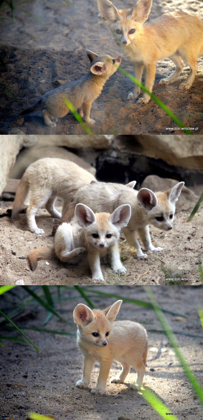 Look at These Precious Fennec Fox Kits That Just Debuted at Zoo Wrocław I Can Has Cheezburger?