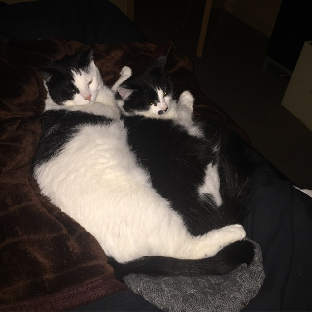 Cuddle buddies cats Cats N' Kittens Cat Pictures Cute Kittens