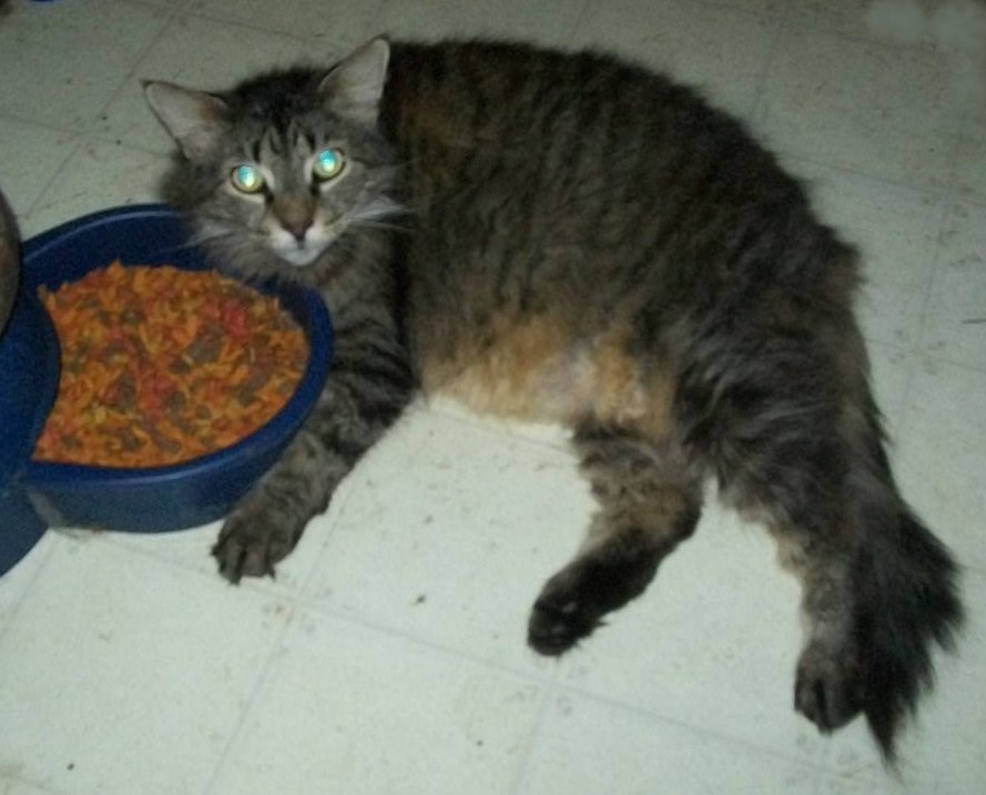 Old lady Stoben guarding the feed bowl. Cats N' Kittens Cat