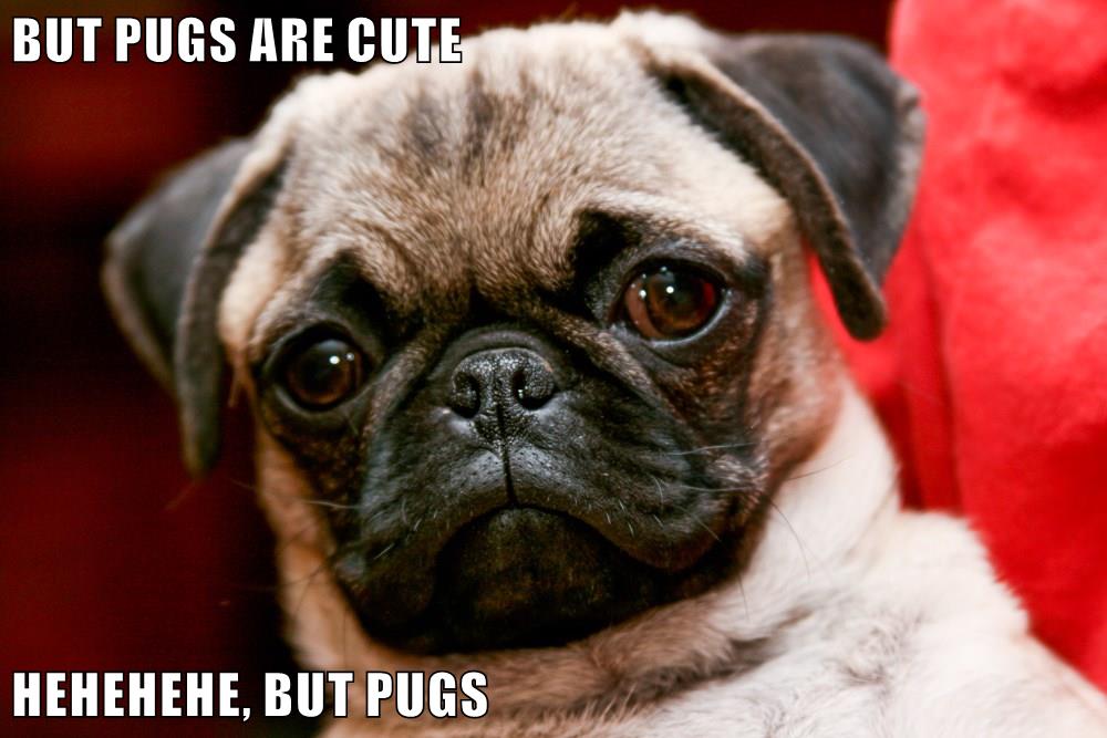 Pug bee hehe xD - 9GAG