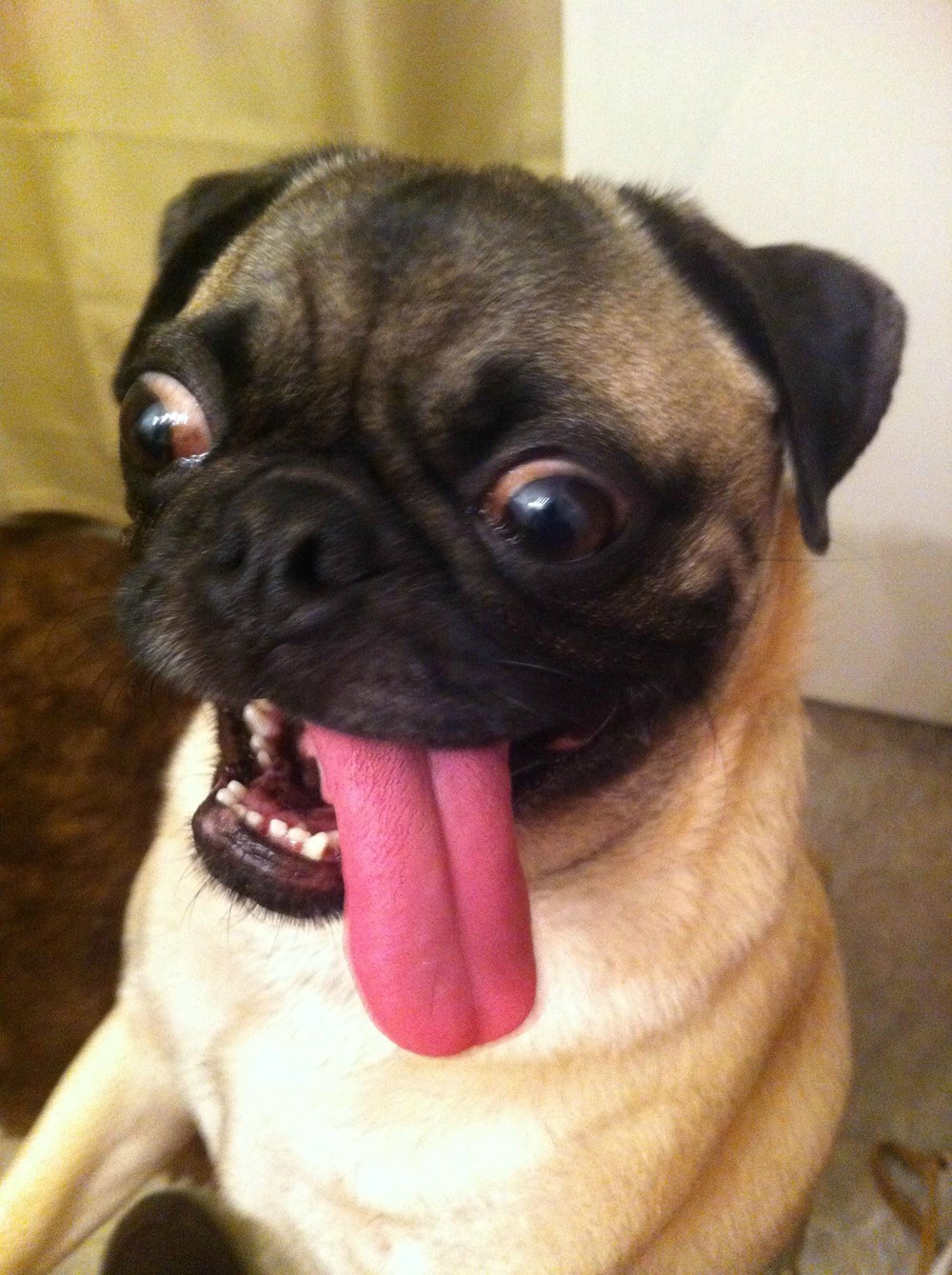 excited-pug-doggos-n-puppers-rare-puppers-pure-doggos-doge-memes