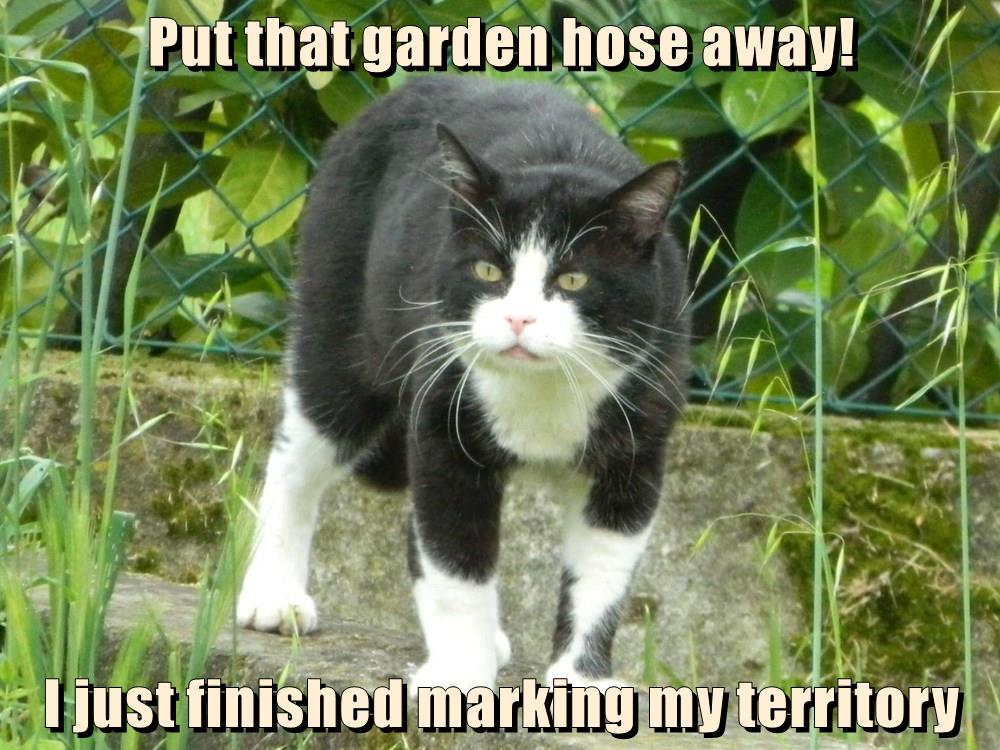 Put that garden hose away! I just finished marking my territory ...