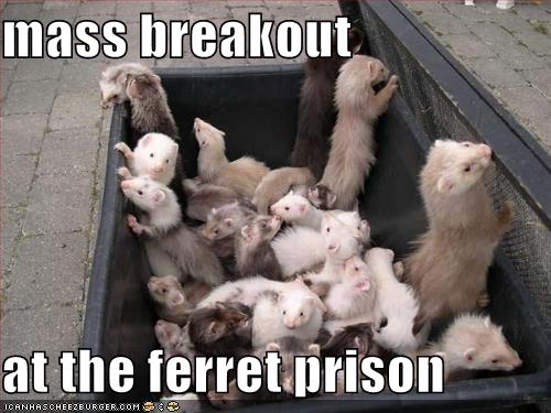 cheezburger-image-893071104