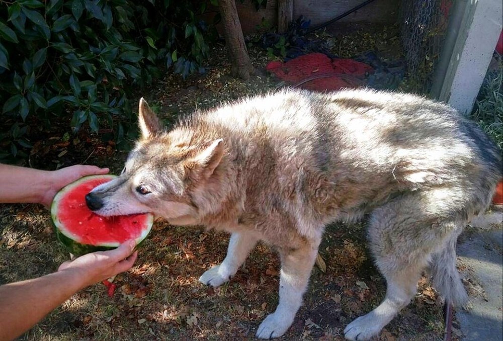 Fact: Wolves Love Watermelon - I Can Has Cheezburger?