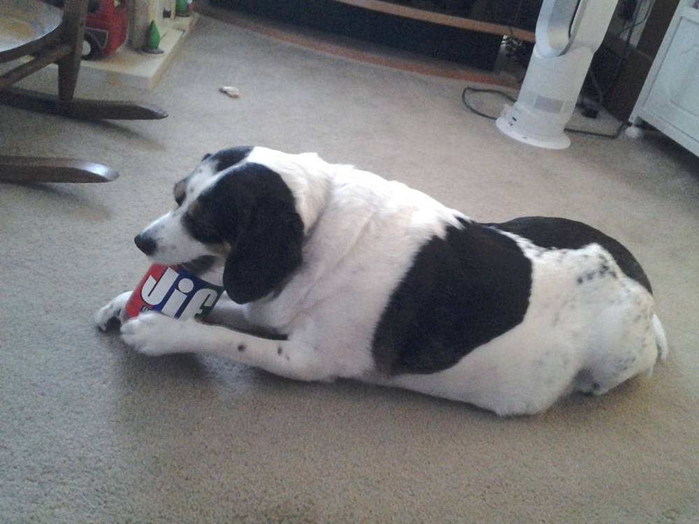jif peanut butter for dogs