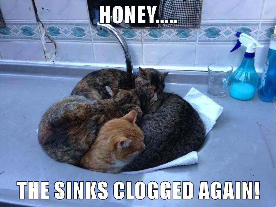 Try running water for this clog - Lolcats - lol | cat memes | funny
