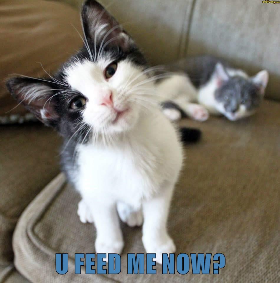 U Feed Me Now Lolcats Lol Cat Memes Funny Cats Funny Cat Pictures With Words On Them 