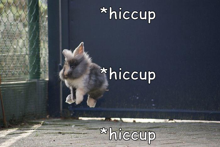 Hiccups - Animal Comedy - Animal Comedy, funny animals, animal gifs