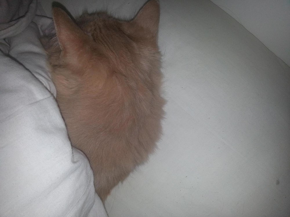 He likes to sneak in under the covers while I sleep Cats N' Kittens