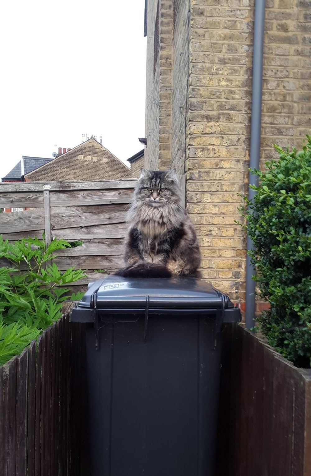 Lord of the bins Cats N' Kittens Cat Pictures Cute Kittens