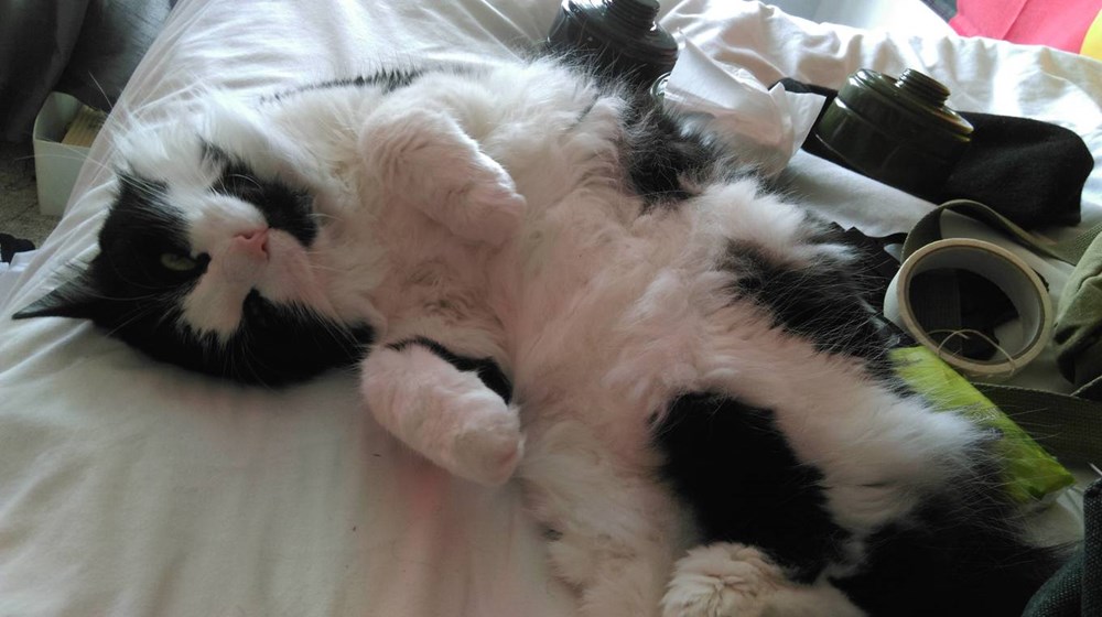 Meggie wants a belly rub - Cats N' Kittens - Cat Pictures - Cute Kittens