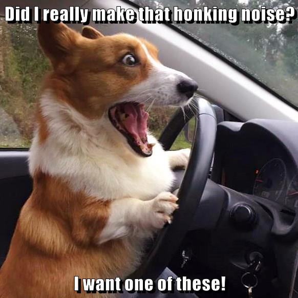 Did I really make that honking noise? I want one of these! - I Has A Hotdog - Dog Pictures